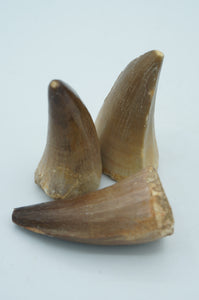 Monster Shark Teeth Fossils - ohiohippiessmokeshop.com