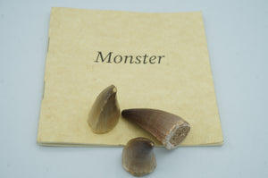 Monster Shark Teeth Fossils - ohiohippiessmokeshop.com