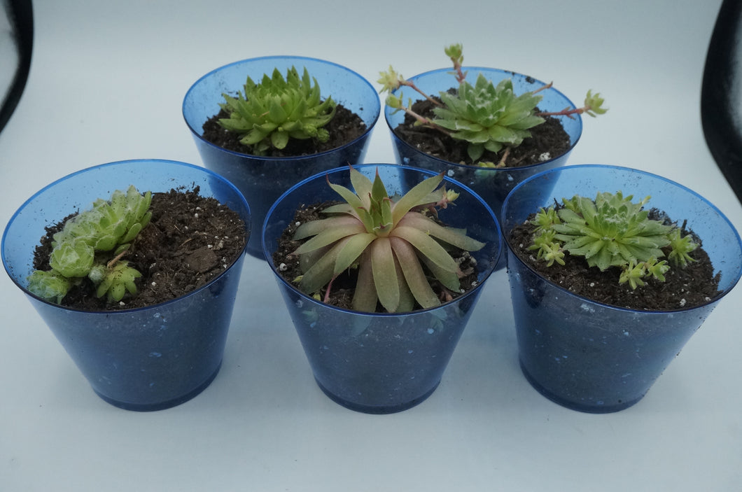Small/Medium Succulent/Cactus Plants - ohiohippiessmokeshop.com