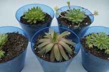 Load image into Gallery viewer, Small/Medium Succulent/Cactus Plants - ohiohippiessmokeshop.com
