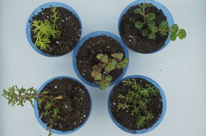 Small/Medium Succulent/Cactus Plants - ohiohippiessmokeshop.com